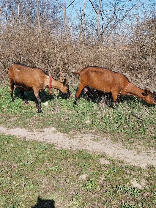 Vand doua capre alpina franceze