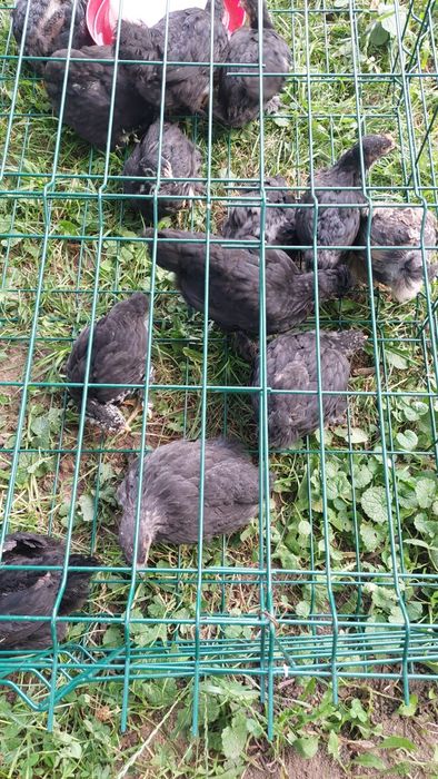 Vând pui australorp 1 lună pe negru și pe  albastru