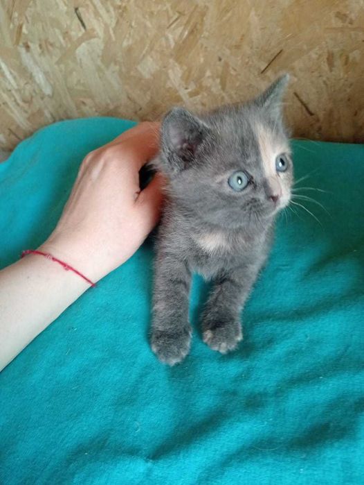 Котята ищут дом.