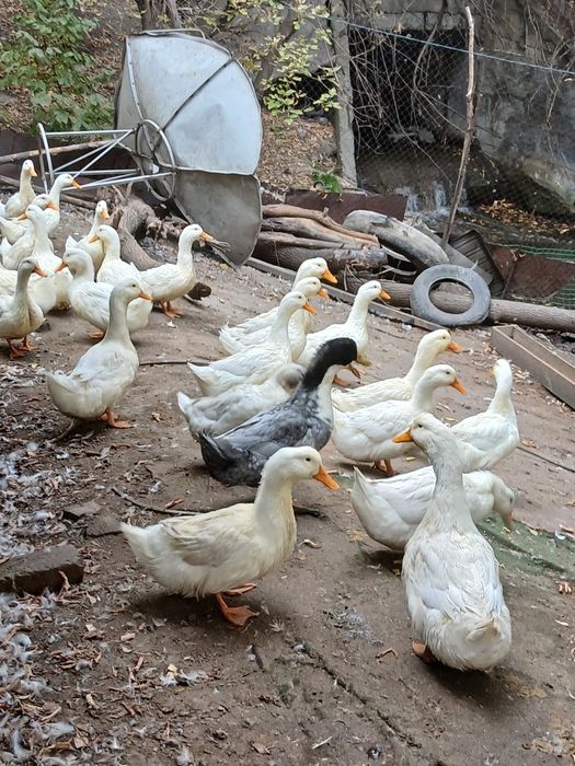 Животные сельского