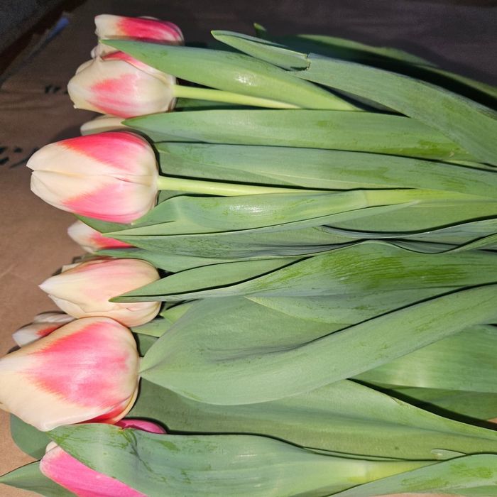 Тюльпаны Галанский оптом