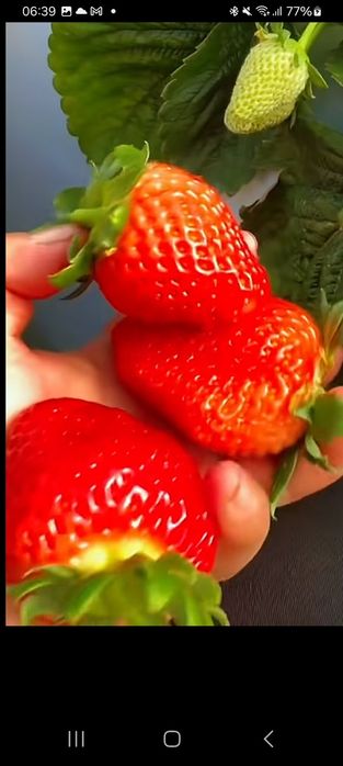 Staloni căpșuni  mari și  aromate