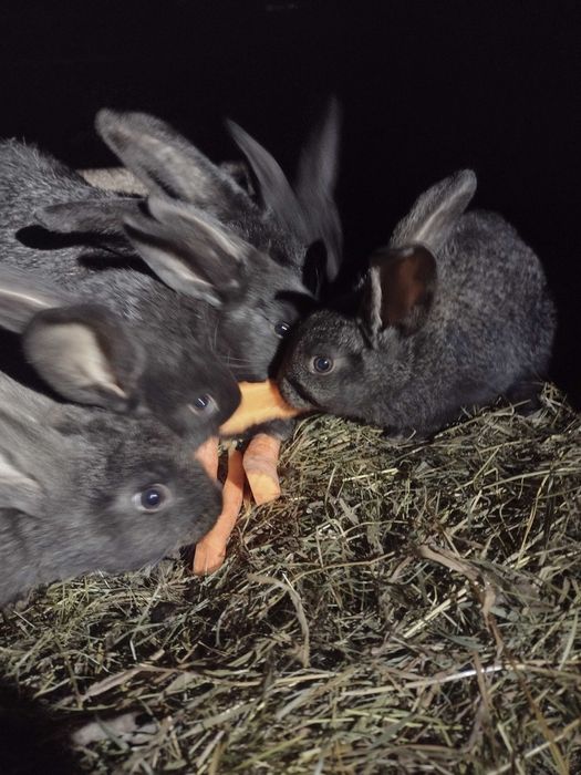 Vând iepuri mari și mici