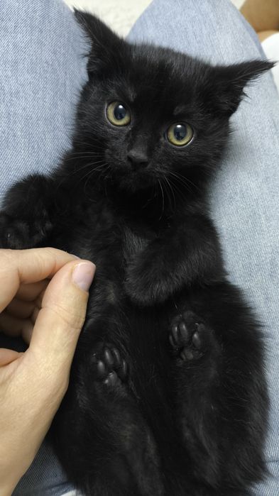 Котёнок ищет хозяина