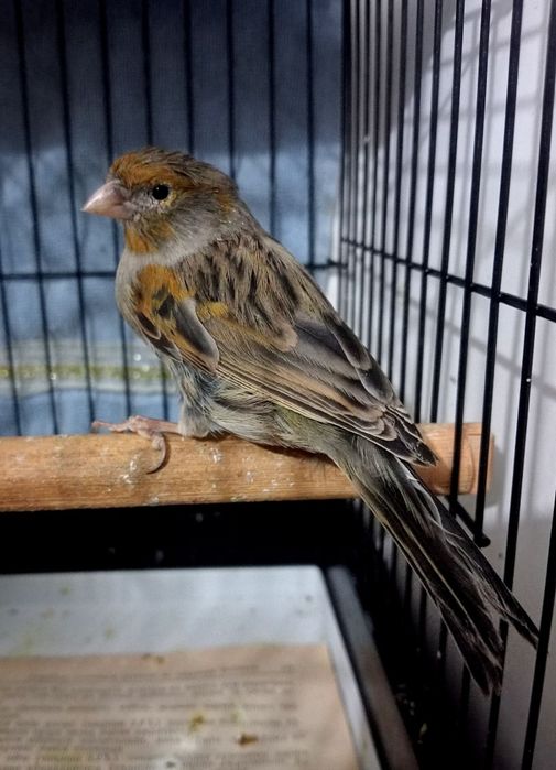 Kanareka krasni moda bez petno sotladi