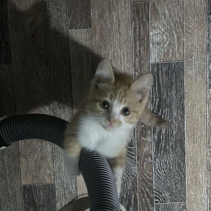 отдаем кошечку в хоршие руки