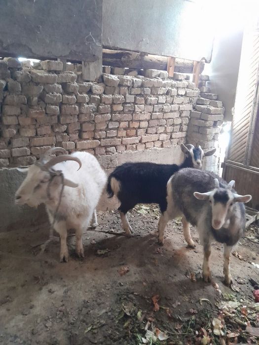 ассалому алейкум солик эчкилар сотилади 2.5  3 литргача сути бор