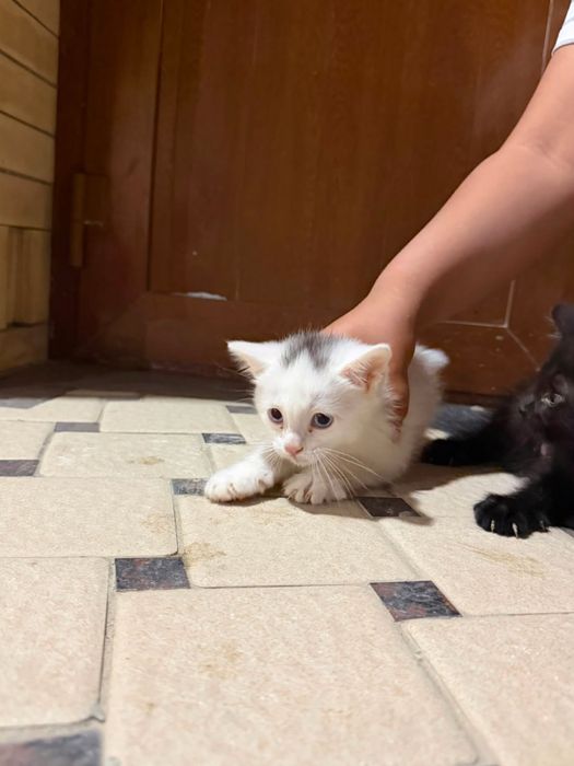 Продаетца котенки
