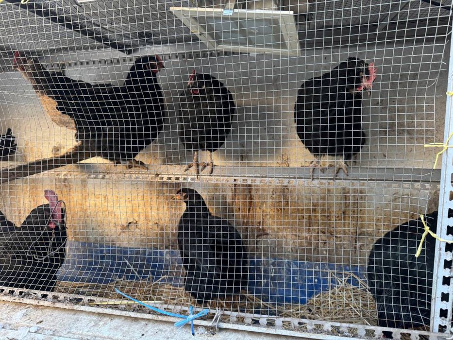 Tovuq sotiladi zoti Qora shahzoda