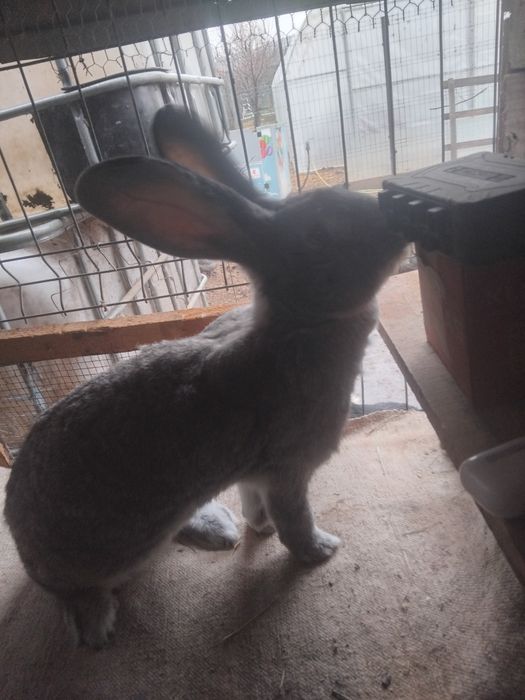 Vănd urias german gri .gri fier .cincilea tineret și mame