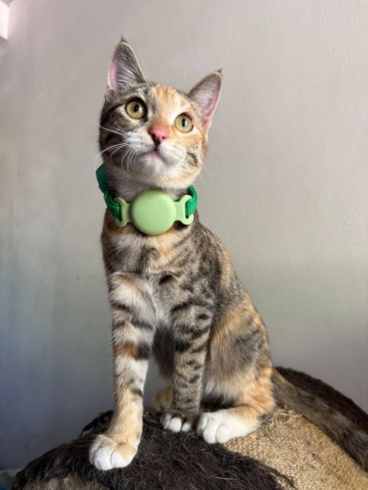 Кошечка в ответственный дом