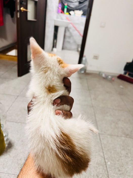 Spre adopție pisicuță iubitoare și jucăușă - 3 luni (București)