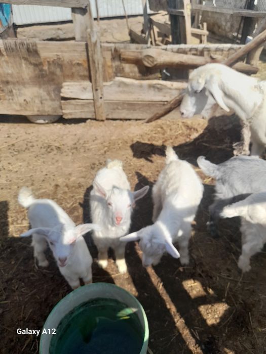 Занен лактар сатылады