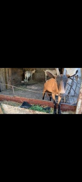 козье берем заказ и готовим свежо в домашных условиях