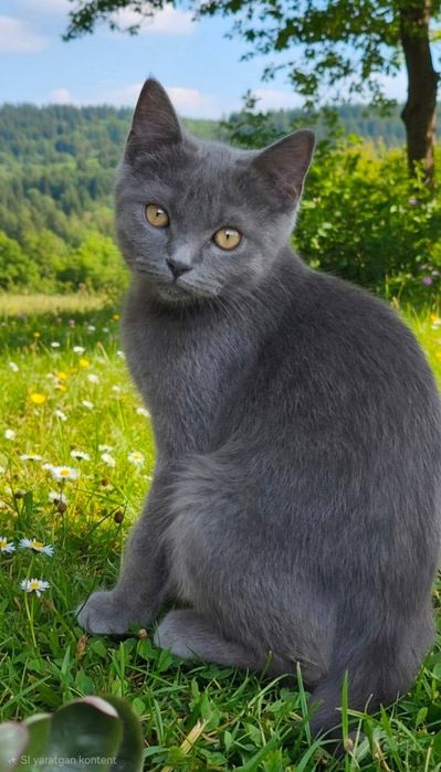 Scottish Fold zotli mushuk