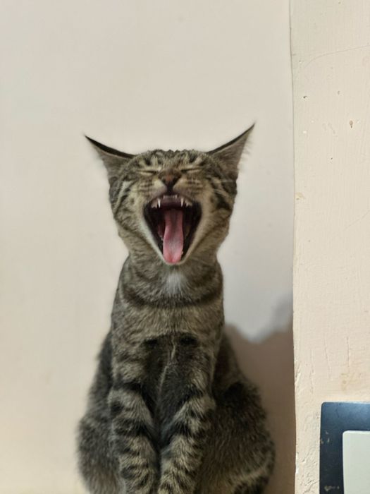Котенок в хорошие руки