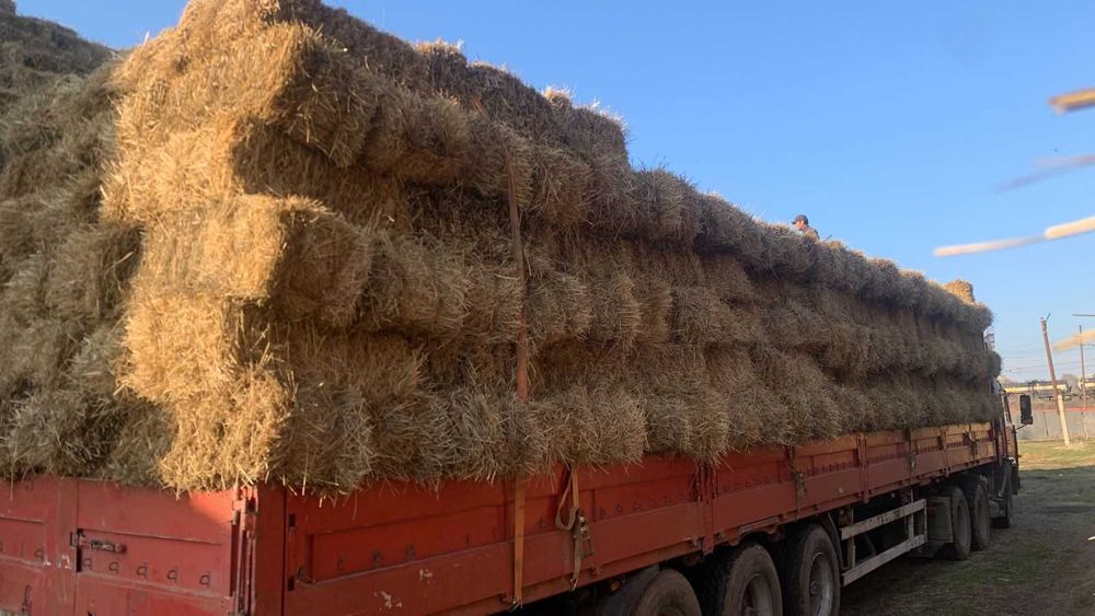 Солома, солома пшеничная в тюках.