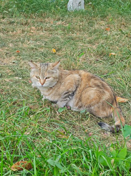 Отдам кошку и 3 котят в добрые руки