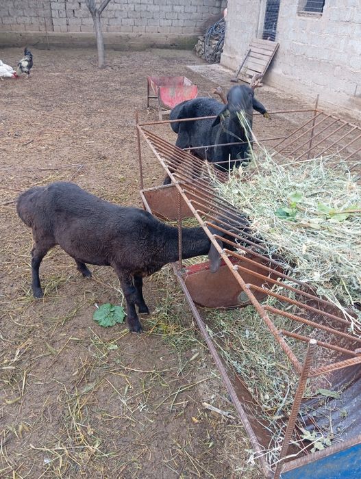 Кошкар козы кой тохты