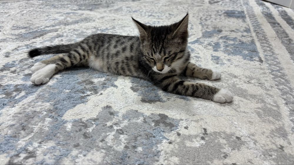 Отдадим котёнка в ответственные руки