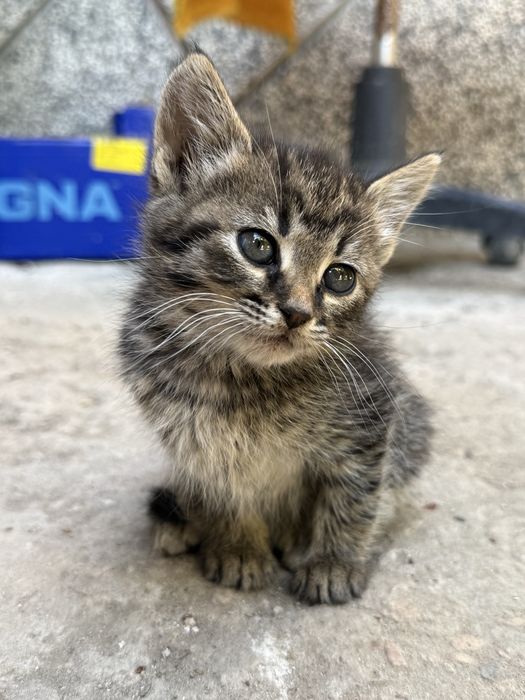 5 котенца търсят нов дом