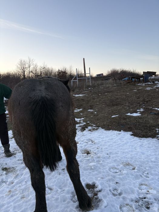 Iapa si manza de vanzare