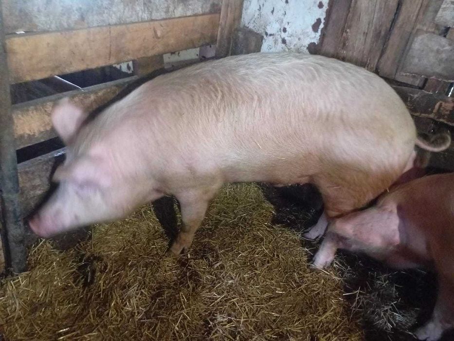 Продам молодого рабочего хряка