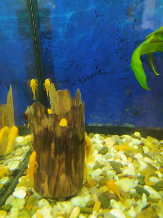 Анциструсы желтые