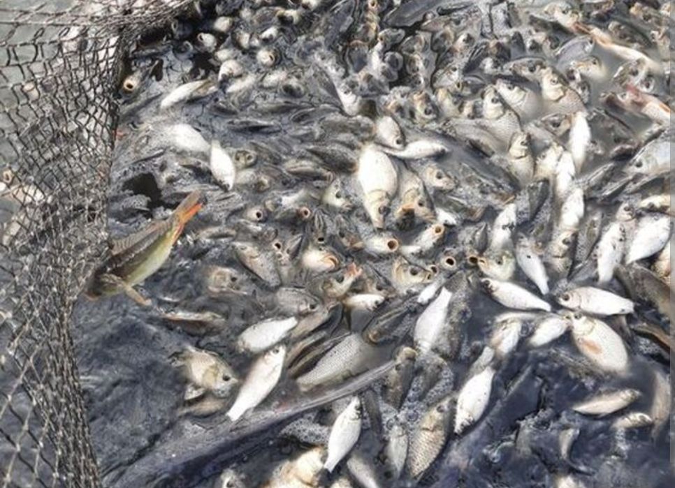 Puiet peste: ,somn,crap,amur,fitofag,novac,sanger,LIN