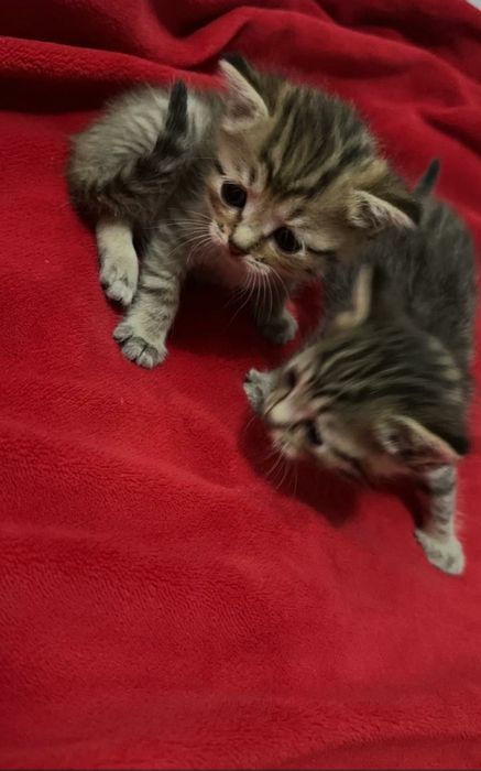 Кошка кот  мысық