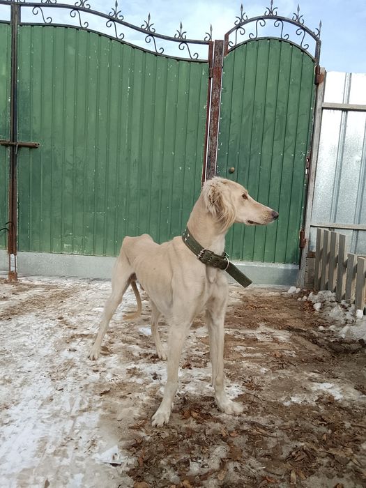 Жас тазы еркек  .