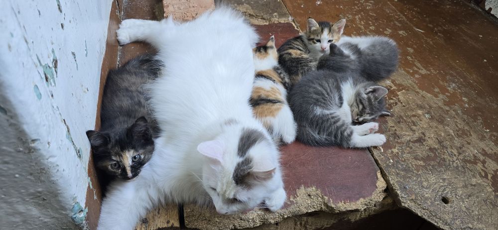 Отдам котят домашних