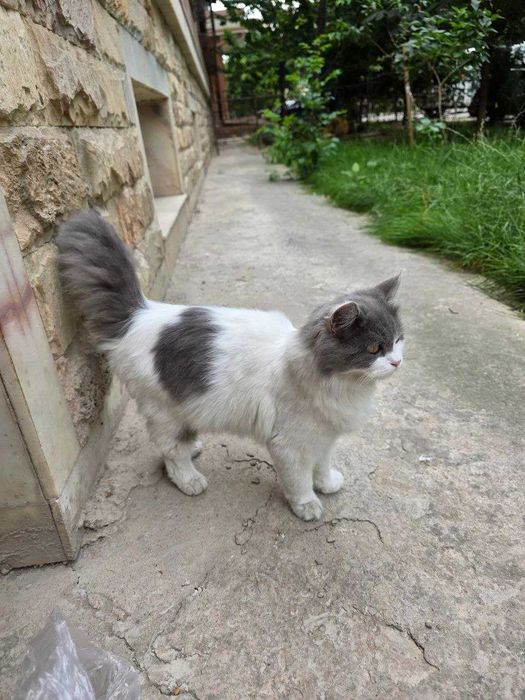 Подарю шикарную кошечку