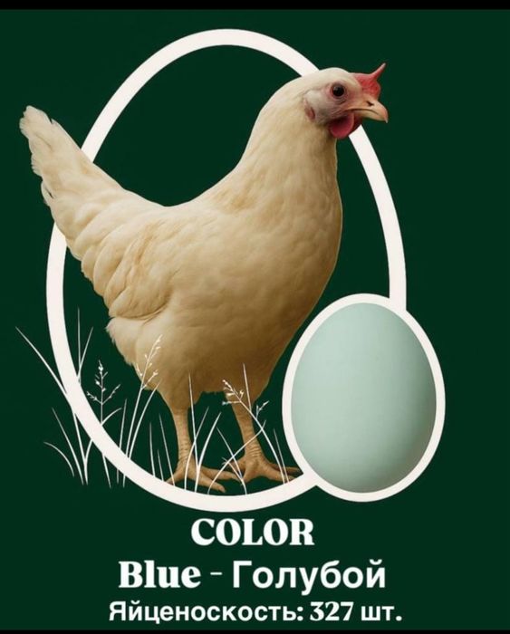 Продам цыплят несушки