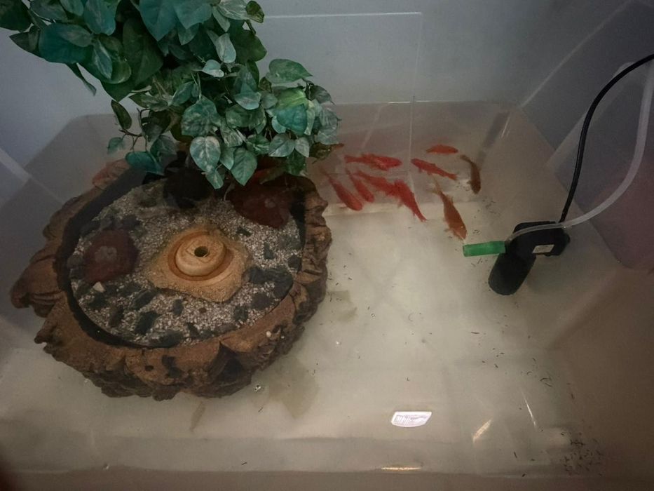 Продам золотую рыбу