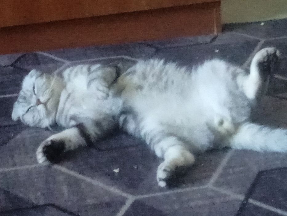 Вязка кота  вислоухий скоттиш фолд