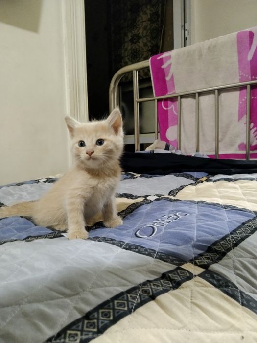 Отдам котят в добрые руки