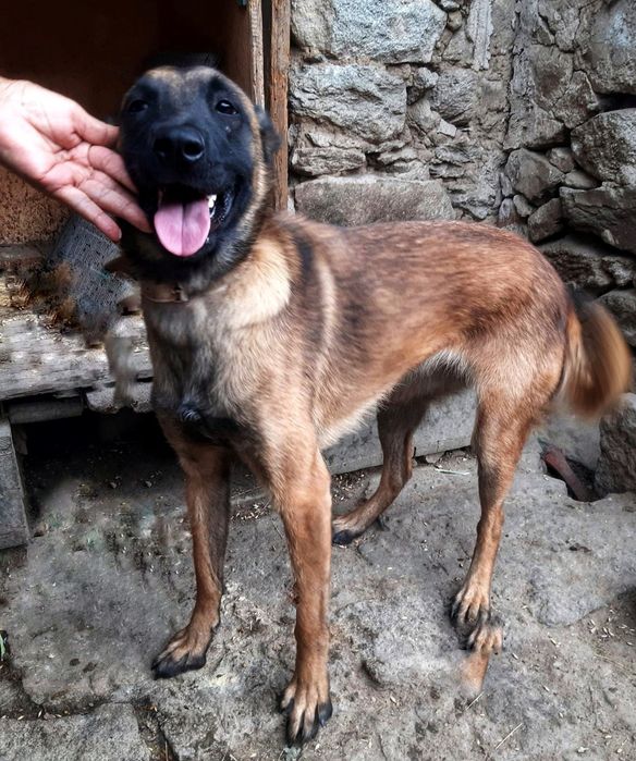 Белгийска овчарка