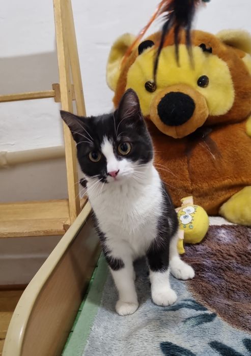 Котёнок в добрые руки