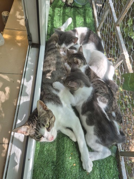 Pui de pisica spre adoptie