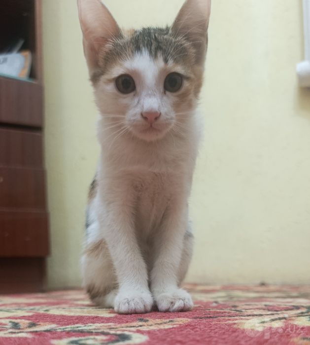 Yoqimtoy mushukchalar hadyaga beriladi