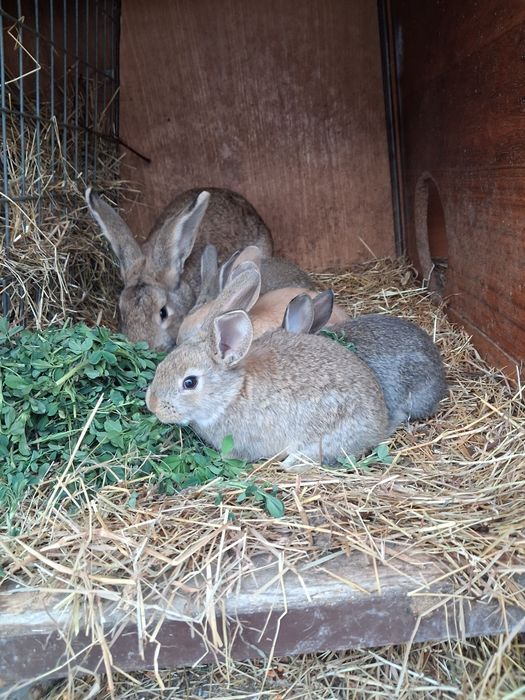 Vând pui de iepurași!!