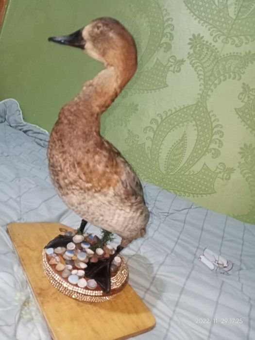 Продаю красно головый нырок чучело