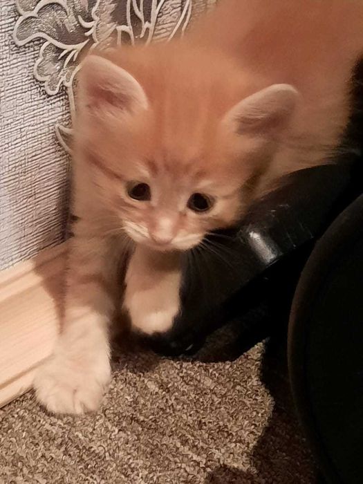 Отдам в добрые руки котят