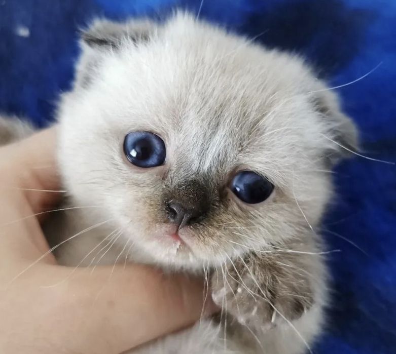 Британские котята