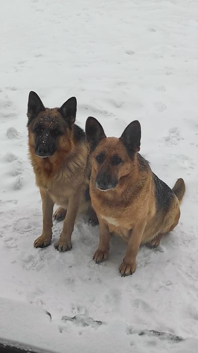 Щенки немецкой овчарки