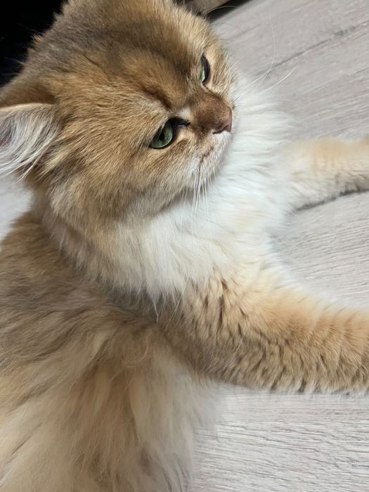 Шишило кошка длина шерстная