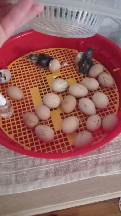 Pui  wiandote argintiu și GSG și ouă pentru incubat.