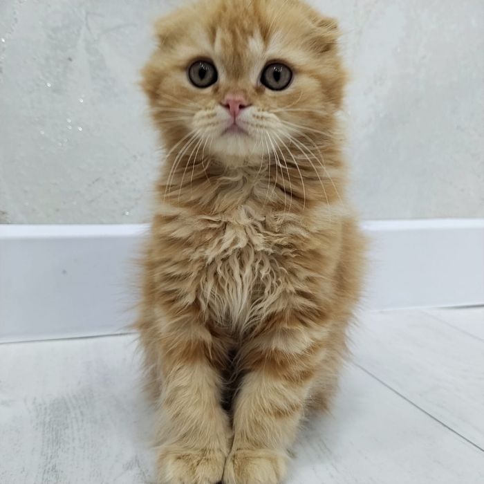 Продается котик мальчик пародистый