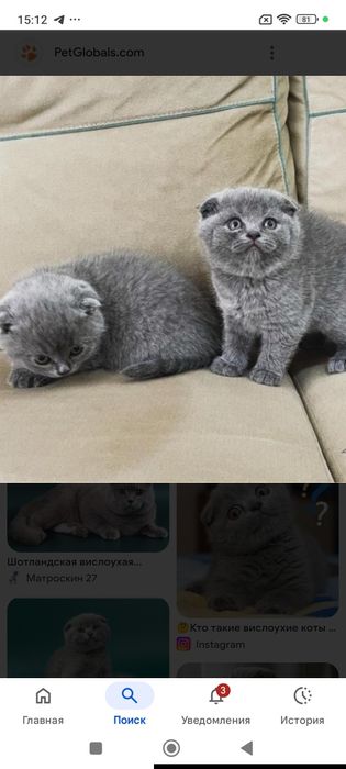 Продам котят породы скоттиш-фолд.